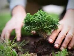 Planting a tree Stock Footage