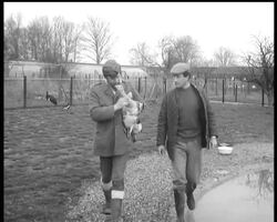 THE GREAT BUSTARD News Clip