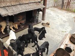 dogs homeless Stock Footage