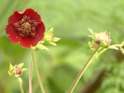 Block shot red flowers with blooming buds valley of flowers uttarakhand Stock Footage