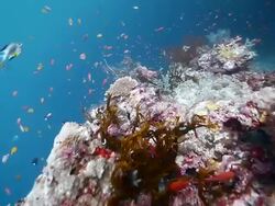 MS Shot of Many colorful tropical fish swimming over reef / Sipadan, Semporna, Tawau, Malaysia Stock Footage