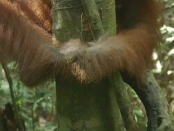MS Orang utan hand scratching / Bukit Lawang, North Sumatra, Indonesia Stock Footage