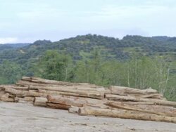WS Felled rainforest logs with palm oil plantation / Tawau, Sabah, Malaysia Stock Footage