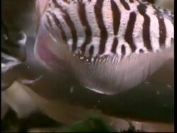 Cuttlefish finish mating; female tucks pack of sperm in to her body, short sequence Stock Footage