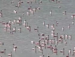 WS Group of lesser flamingo swimming and moving in lake / National Park, Africa, Kenya Stock Footage