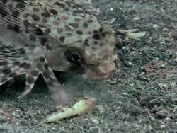 Flying gurnard (Dactylopterus volitans) on a sandy seabed. Filmed in the Lembeh Strait, Sulawesi, Indonesia Stock Footage