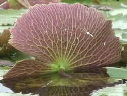 Tropical swamp 7  60i Stock Footage