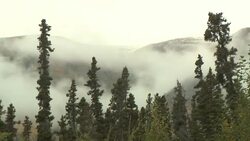 Low clouds churn and roil above an evergreen forest. Stock Footage