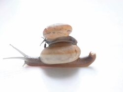 Mother and child Snail Stock Footage