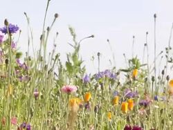 Gorgeous flowers in the wild Stock Footage