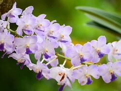 Purple orchids Stock Footage