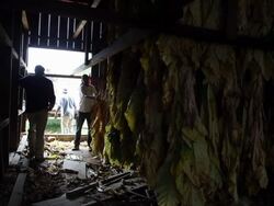 Maryland Tobacco Farm Begins Harvest Stock Footage