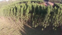 Flying over eucalyptus plantation Stock Footage