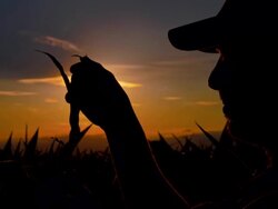 CU DS Farmer Checking The Harvest At Dusk Stock Footage