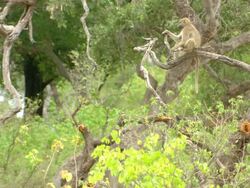 MS Shot of Chacma baboon sitting on branch of fallen tree and observing / Okavango Delta, North West District, Botswana Stock Footage