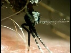 BCU Mosquito feeding, UK Stock Footage