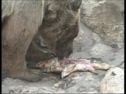 Haifa zoo releases animals back into outside enclosures Instructional Video