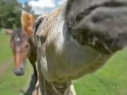 Baby horse Stock Footage