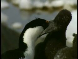 CU Imperial Shag, Phalacrocorax atriceps, parent and chick cleaning each other, Antarctica Stock Footage