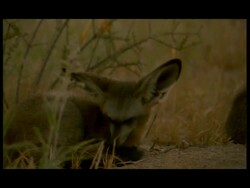 MCU Bat-eared Fox (Otocyon megalotis) curling up asleep on ground, Botswana Stock Footage