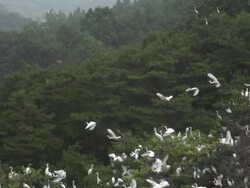 View of large group of white heron flying from heron habitat Stock Footage