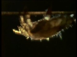 CU Crab louse against black background, United Kingdom Stock Footage