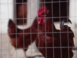 CU of a brown rooster behind the fence of a chicken coop in a barn yard Stock Footage