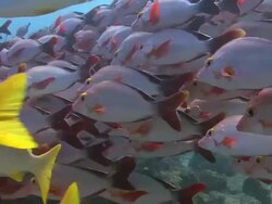 Shoal of Fish Stock Footage