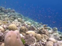 Schools of Scalefin Anthias (Pseudanthias squamipinnis) and Chromis on healthy coral garden, Coral Grouper (Cephalopholis miniata) swims under coral to hide, Alimatha Channel, Vaavu Atoll, The Maldives Stock Footage