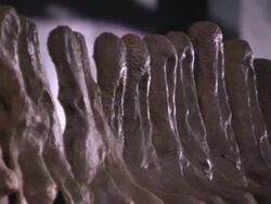 Diplodocus skeleton 'Misty' sold at auction News Clip