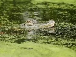 CU Shot of small alligator out of surface in water / Manteo, North Carolina, United states Stock Footage