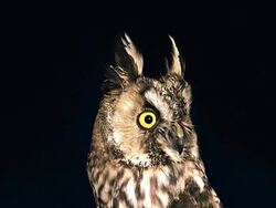 CU Shot of Long Eared Owl, asio otus, Portrait of Adult looking around / Vieux Pont en Auge, Normandy, France  Stock Footage