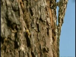 CU Lizard, camera moves up the body of lizard on tree trunk, side view, Western Ghats, India Stock Footage
