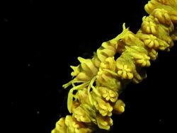 Whip Coral Shrimp on Whip Coral Stock Footage