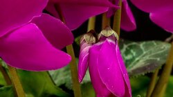 Cyclamen blooming in a time lapse video against black background.. Stock Footage