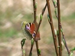 Peacock Butterfly on Willow Branches Stock Footage