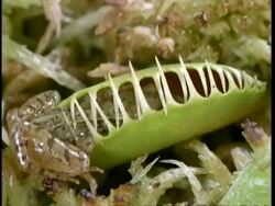 MCU high angle, Common frog being caught by Venus fly trap, carnivorous plant Stock Footage