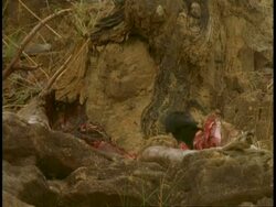 MS Jungle crow eating carcass, Bandhavgarh National Park, India Stock Footage