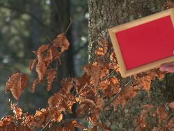 HD: Message Board In The Woods Stock Footage
