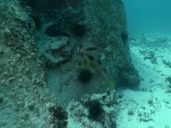 WS TS View of Short spine porcupine fish swimming above seabed and reef covered with various coral and sea urchins / Mahe, Seychelles Stock Footage