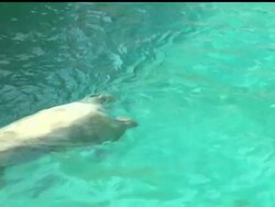 Animals at the Philadelphia zoo are spending time in the water and in the shade as they try to stay cool during the heat wave. News Clip