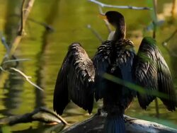 cormorant Stock Footage