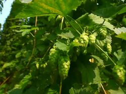 HD Hop garden tilt up Stock Footage