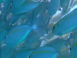 Shoal of Fusiliers Stock Footage