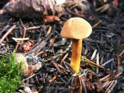 NTSC: Mushroom Stock Footage