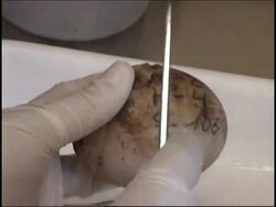 Lots of eggs, but no babies for Galapagos tortoise Instructional Video