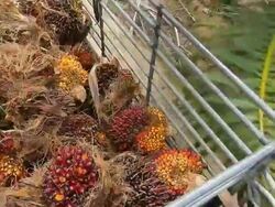 Palm Oil Fruit Transportation Stock Footage
