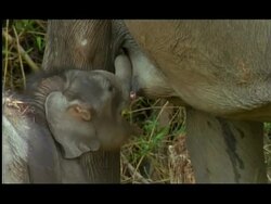 Baby male Elephant (Elephas maximus) suckles from mother, Nagarahole, Southern India Stock Footage