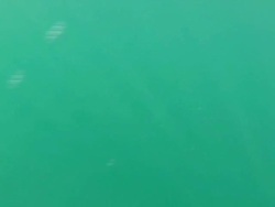 UK Jellyfish Population Booming News Clip