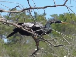 Anhinga Trying to Break a Stick For His Nest Stock Footage